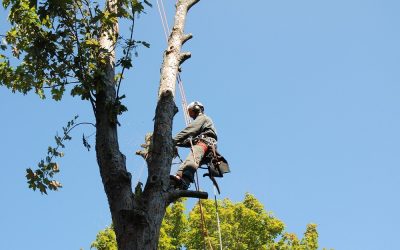 How to Find a Reputable Tree Service For Your Small Business