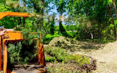 Important Tips to Choose a Tree Service Company