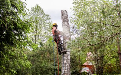 Get Rid Of That Ugly Stump By Dealing With Tree Removal