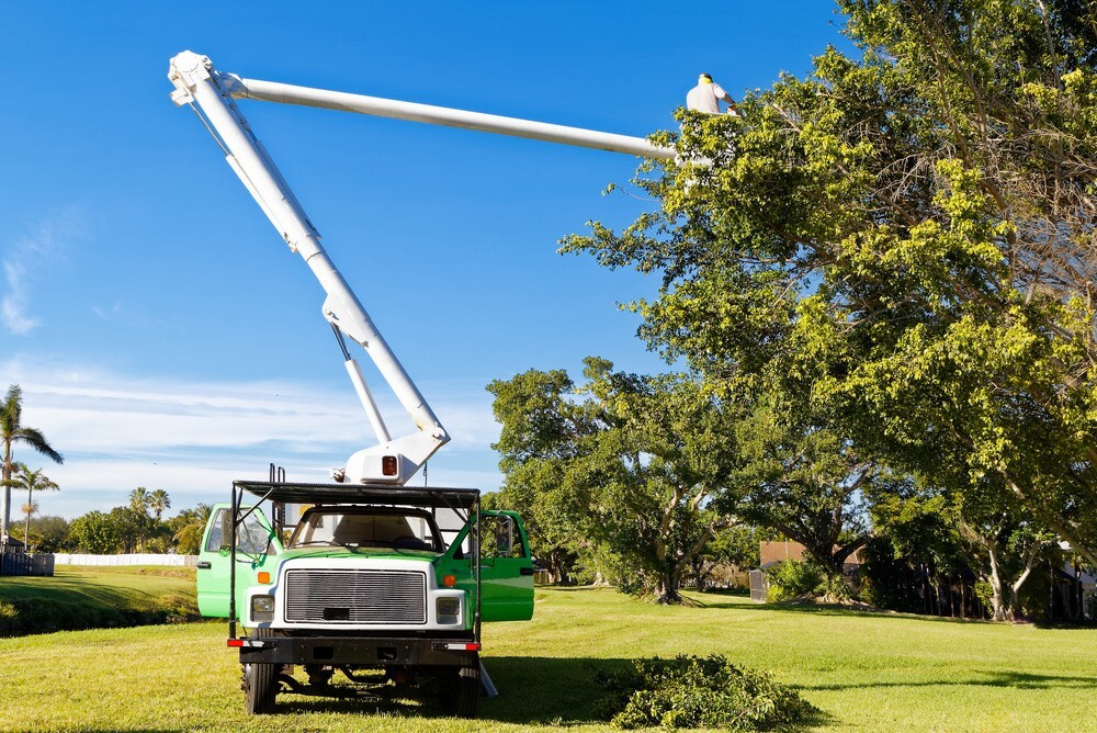 How Tree Removal Services Can Help You Tree Care