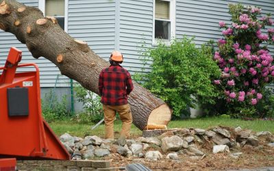 What is Stump Grinding Cost