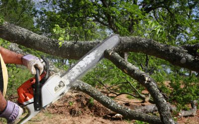 Know What to Expect From Your Tree Service
