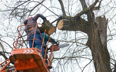 Things To Know About Tree Trimming