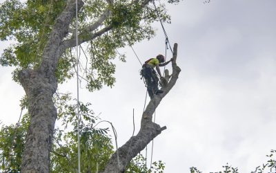 Tree Trimming For A Clean And Beautiful Yard